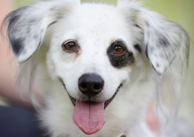 dog 1
