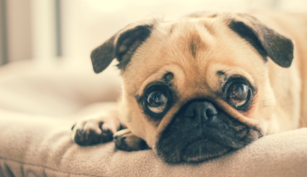 dog 10