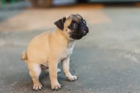 dog 11