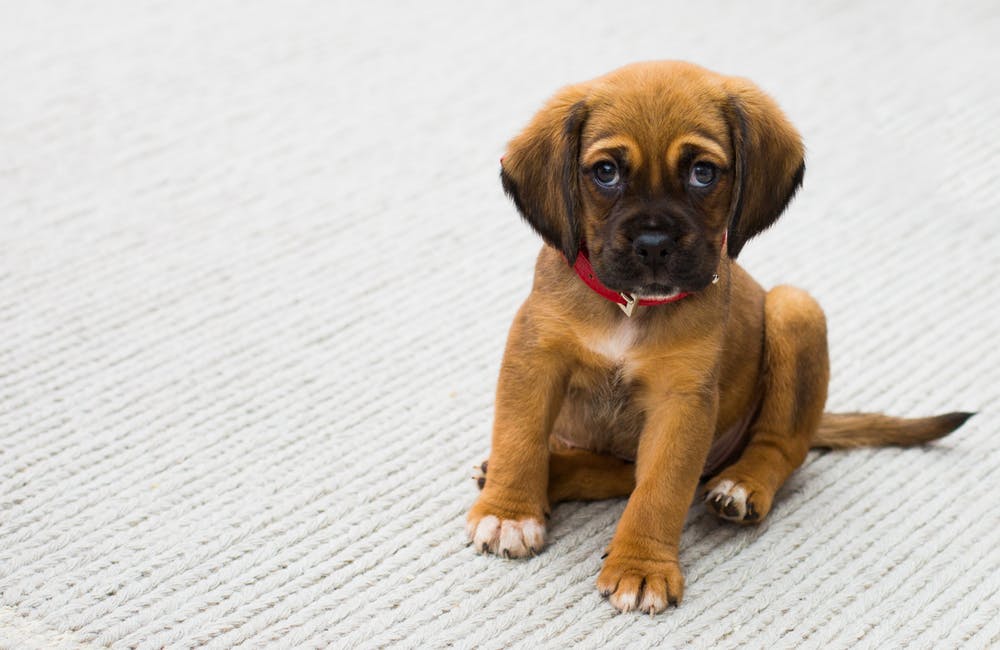 dog 12