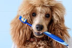 dog 13
