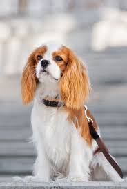 dog 14