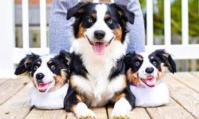 dog 15