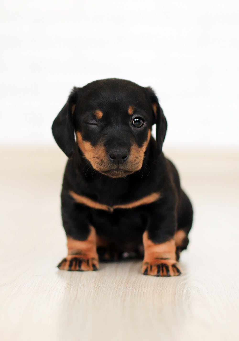 dog 16
