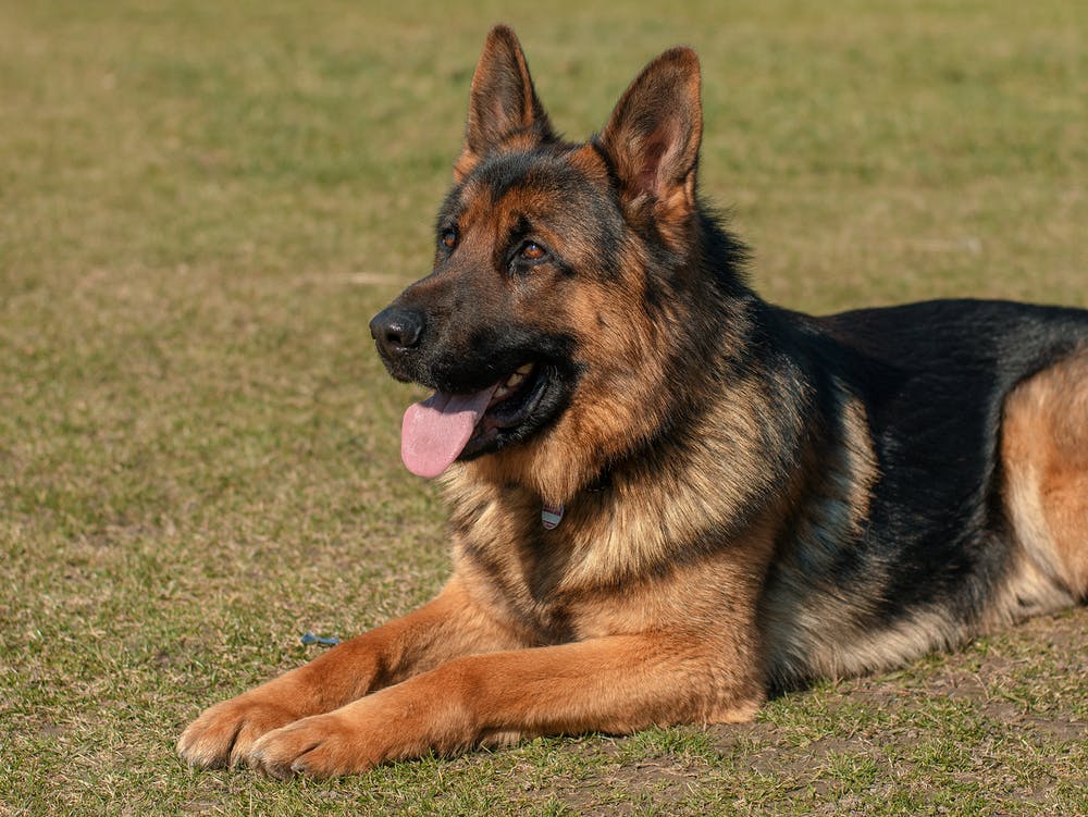 dog 17