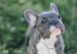 dog 19