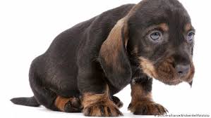 dog 3