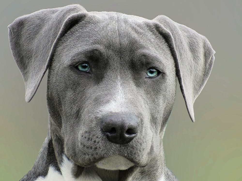 dog 4
