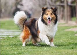 dog 7