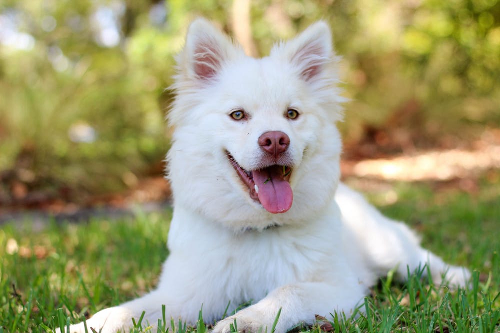 dog 9